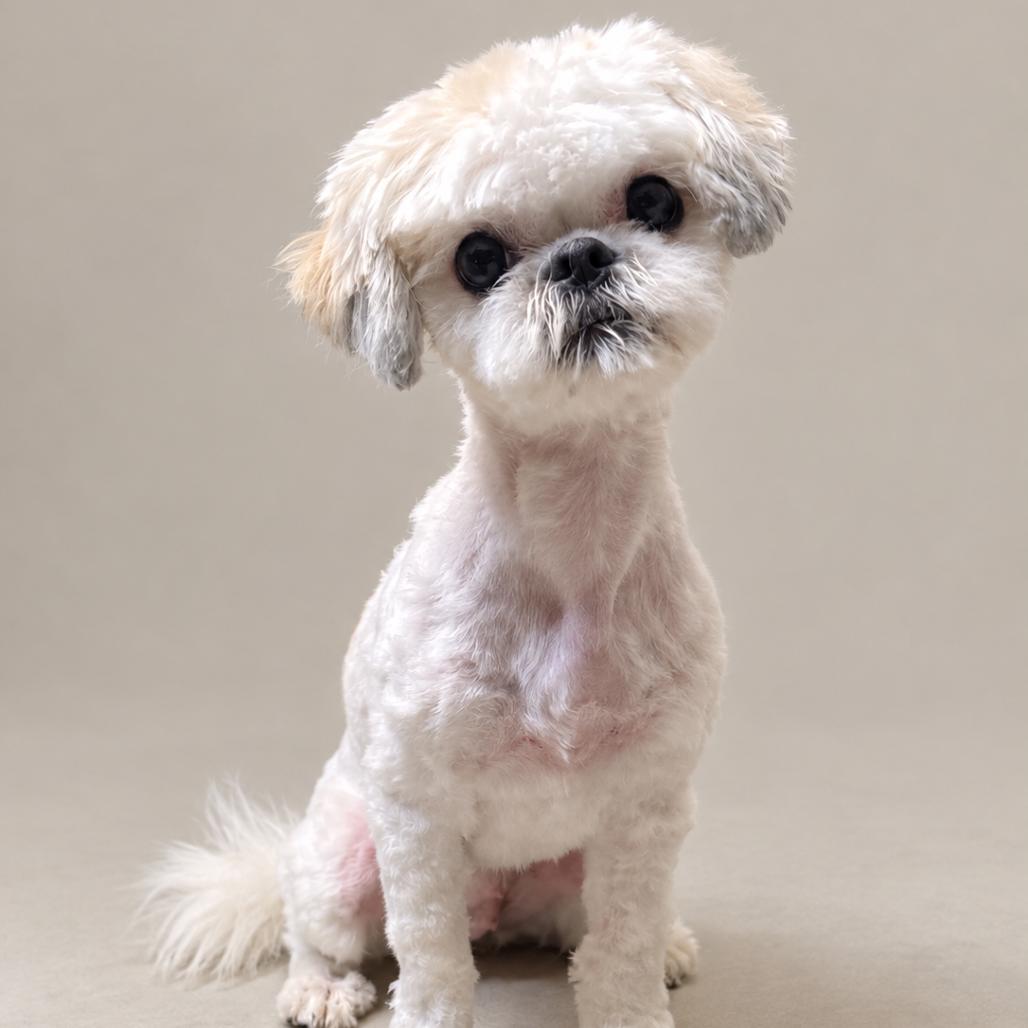 Lyra, Adoptable, Young Female Shih Tzu.
