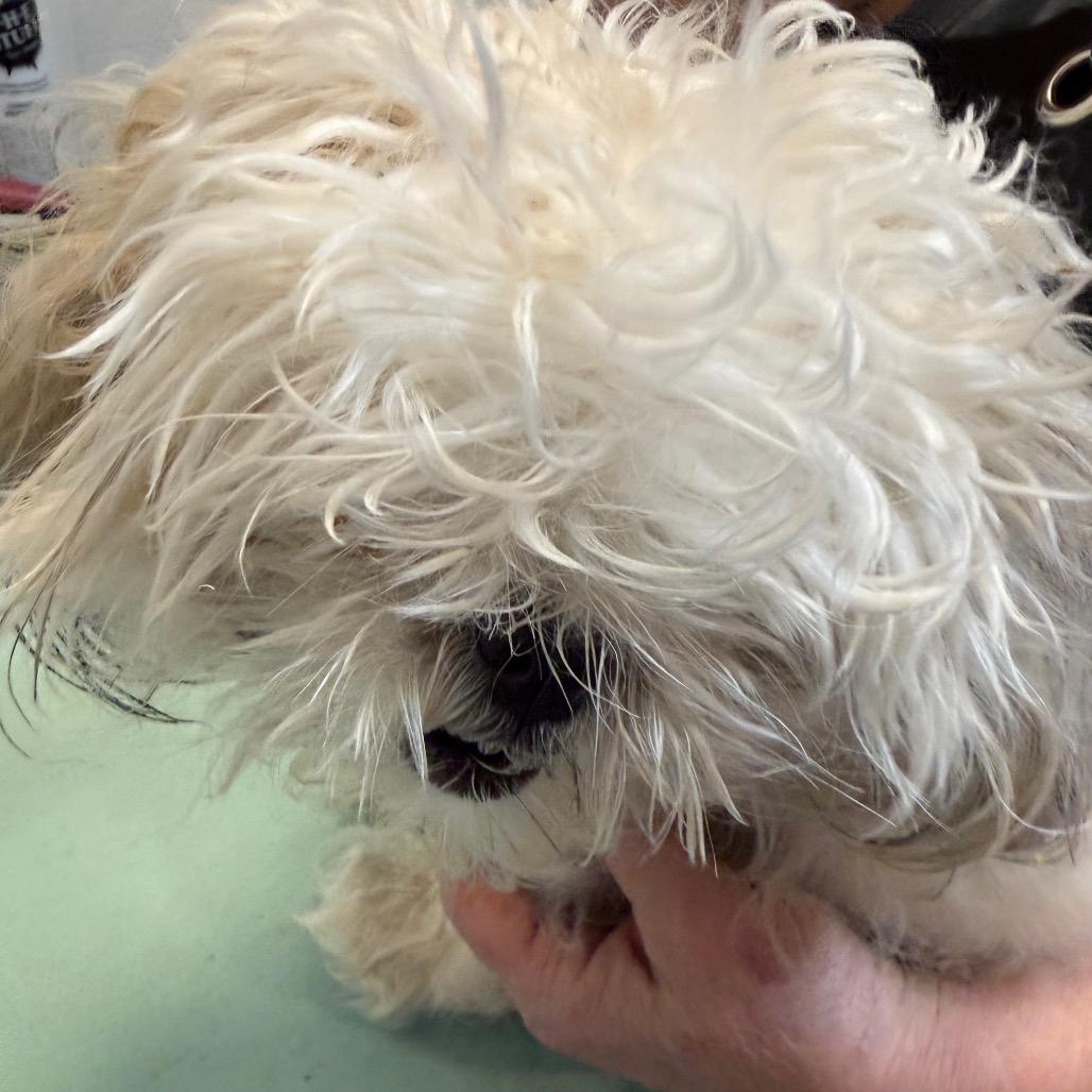 Enlarge Lyra, a Adoptable Shih Tzu in Little Rock, AR image 2/5