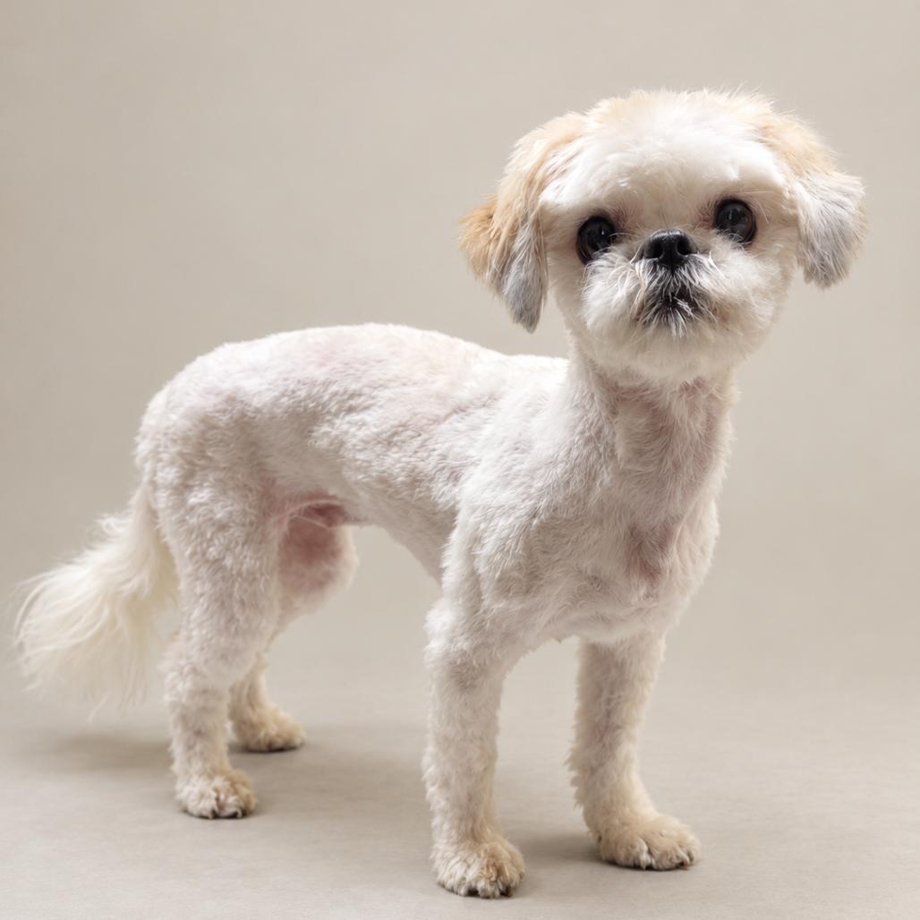 Enlarge Lyra, a Adoptable Shih Tzu in Little Rock, AR image 3/5