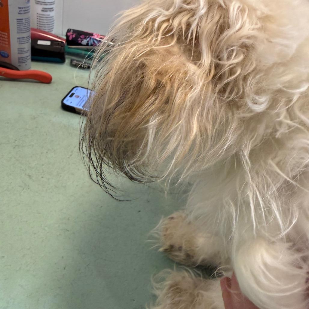 Enlarge Lyra, a Adoptable Shih Tzu in Little Rock, AR image 4/5