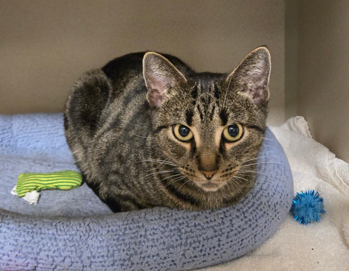 Enlarge Charlyn, a Adoptable Tabby in New Rochelle, NY image 1/1
