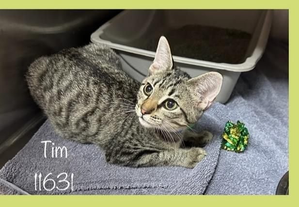 TIM Domestic Short Hair Cat