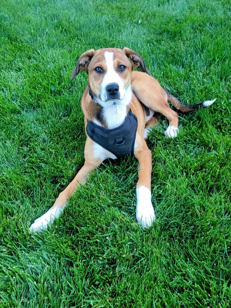 Kash, Adoptable, Young Male Shepherd.