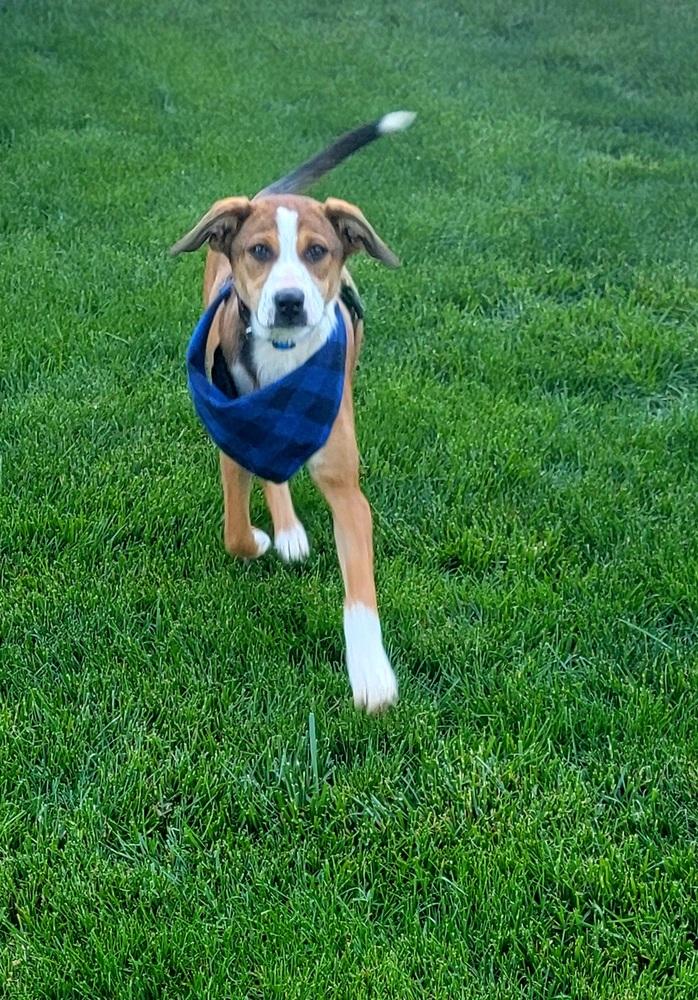 Enlarge Kash, a Adoptable mixed breed in Loveland, OH image 2/6
