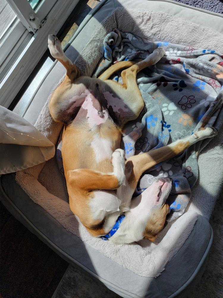 Enlarge Kash, a Adoptable mixed breed in Loveland, OH image 3/6