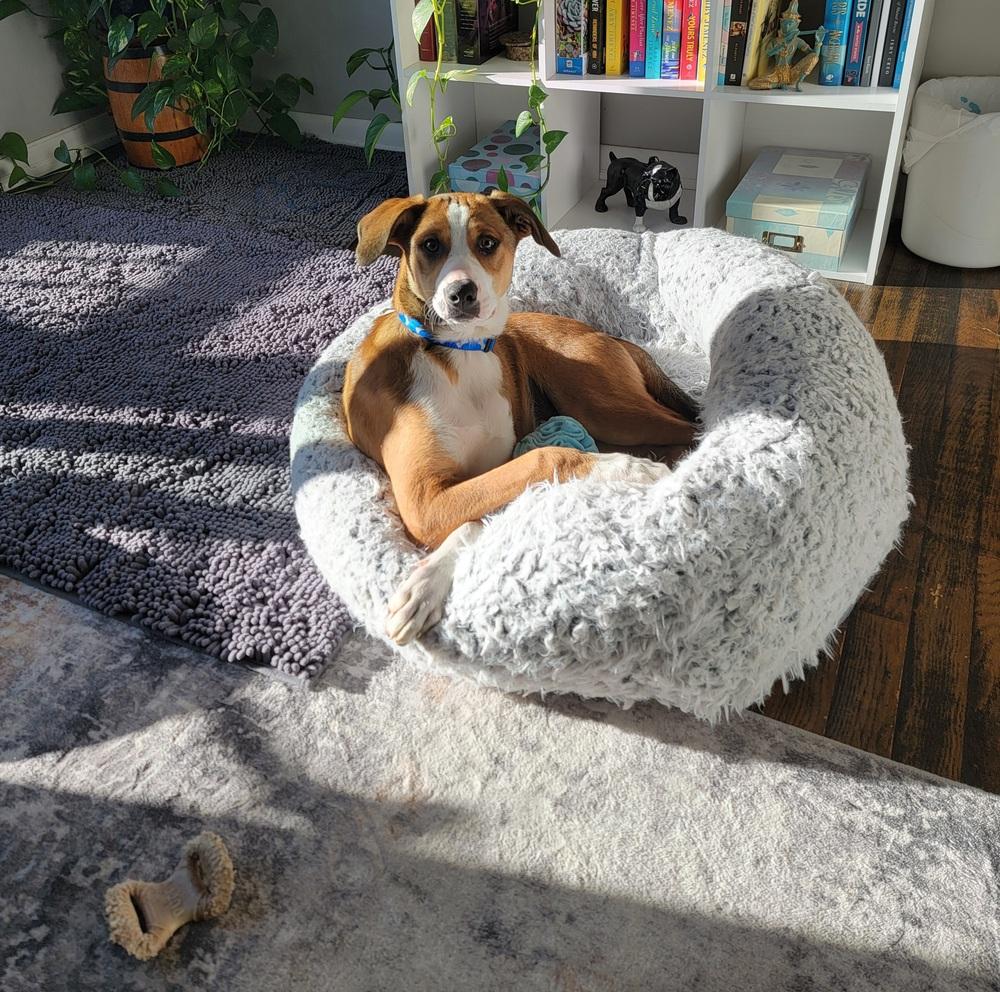 Enlarge Kash, a Adoptable mixed breed in Loveland, OH image 5/6