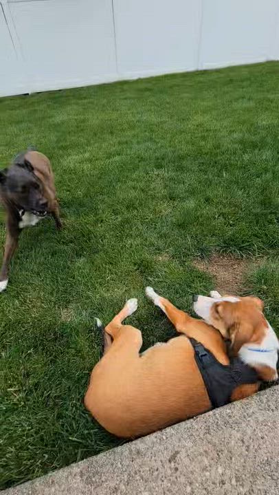 Enlarge Kash, a Adoptable mixed breed in Loveland, OH video 6/6