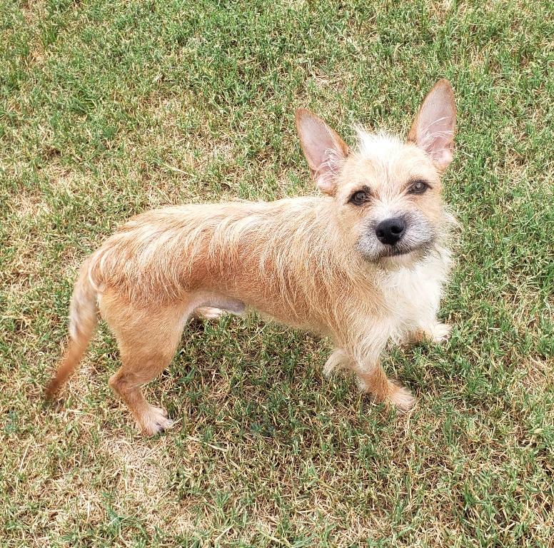 Enlarge Spencer - Adopted 10/22/26, a Adoptable mixed breed in Norman, OK image 1/4