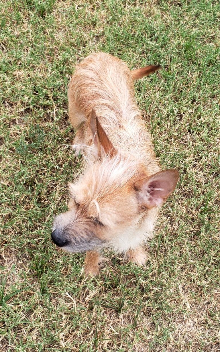 Enlarge Spencer - Adopted 10/22/26, a Adoptable mixed breed in Norman, OK image 4/4