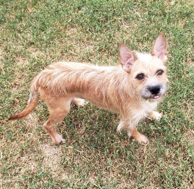 Enlarge Spencer - Adopted 10/22/26, a Adoptable mixed breed in Norman, OK image 3/4