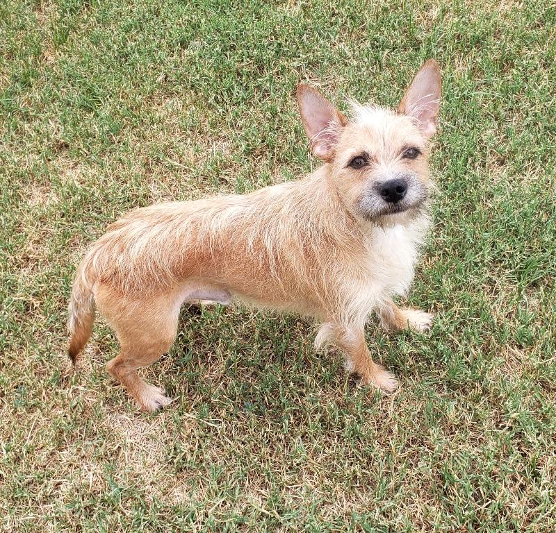 Enlarge Spencer - Adopted 10/22/26, a Adoptable mixed breed in Norman, OK image 2/4