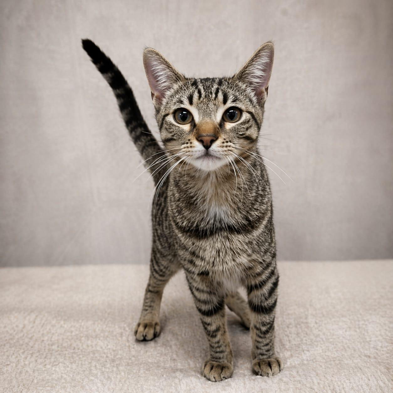 Enlarge Bastian, an adopted Tabby in Miami, FL image 1/1