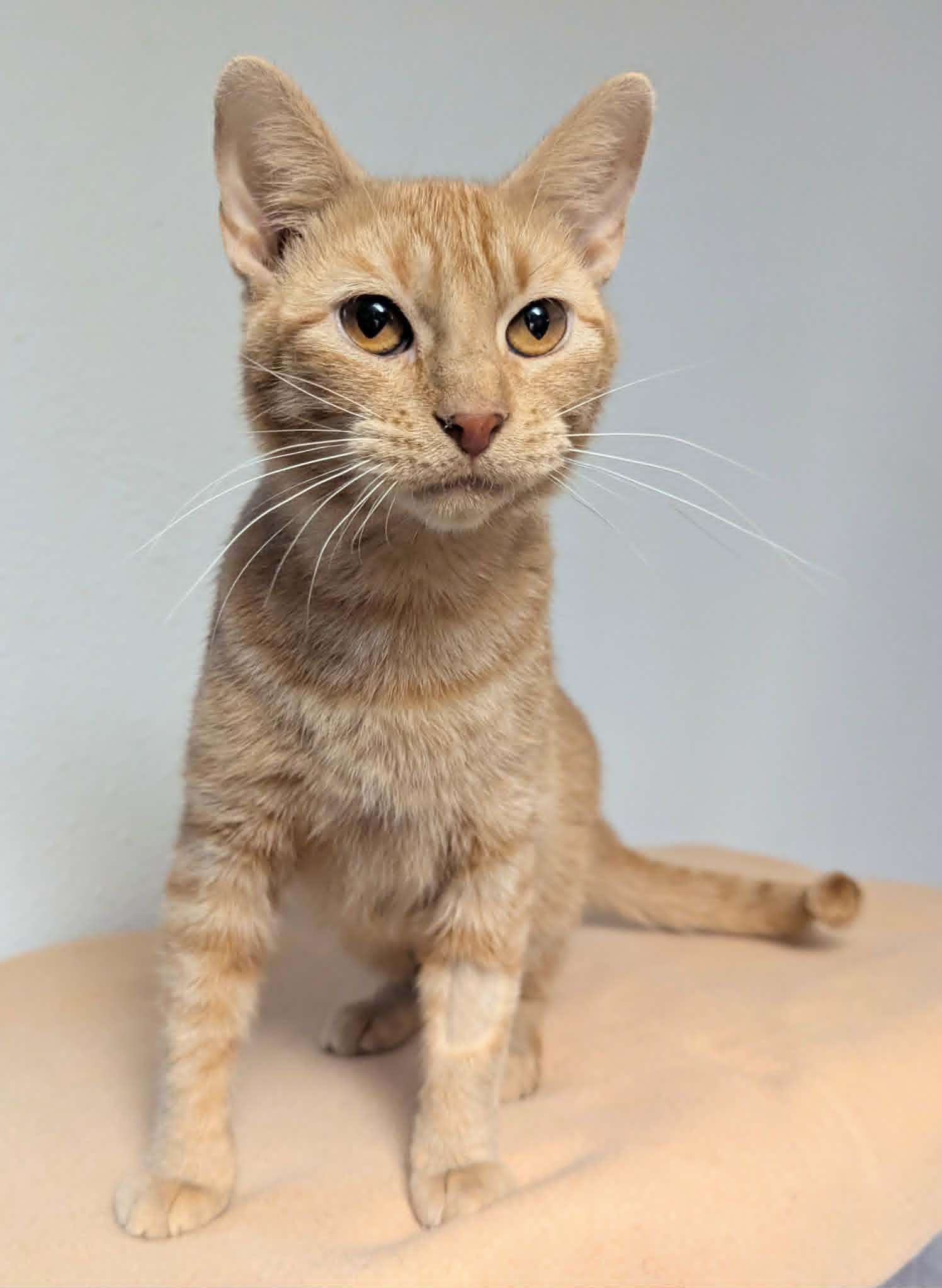 Jamie, a ADOPTABLE Domestic Short Hair in Little Falls, MN image 4/4