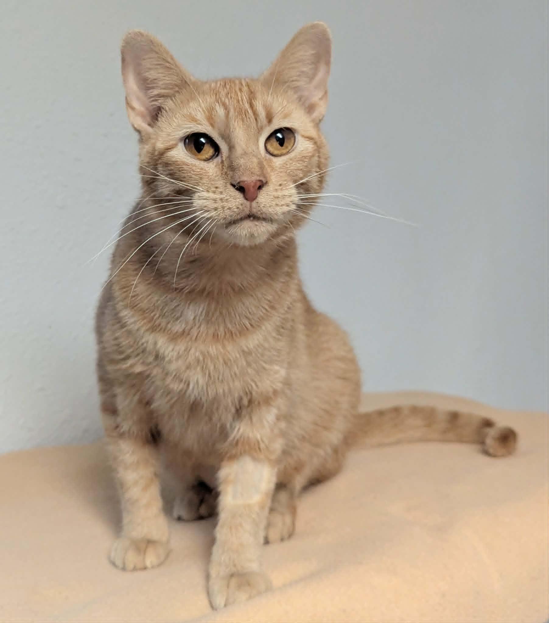 Jamie, ADOPTABLE, Young Female Domestic Short Hair.