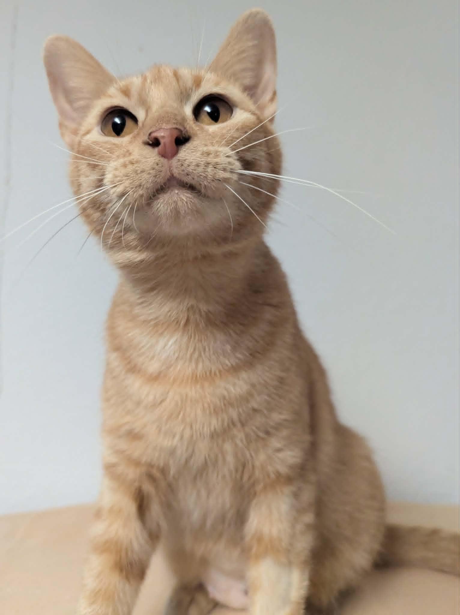 Jamie, a ADOPTABLE Domestic Short Hair in Little Falls, MN image 2/4