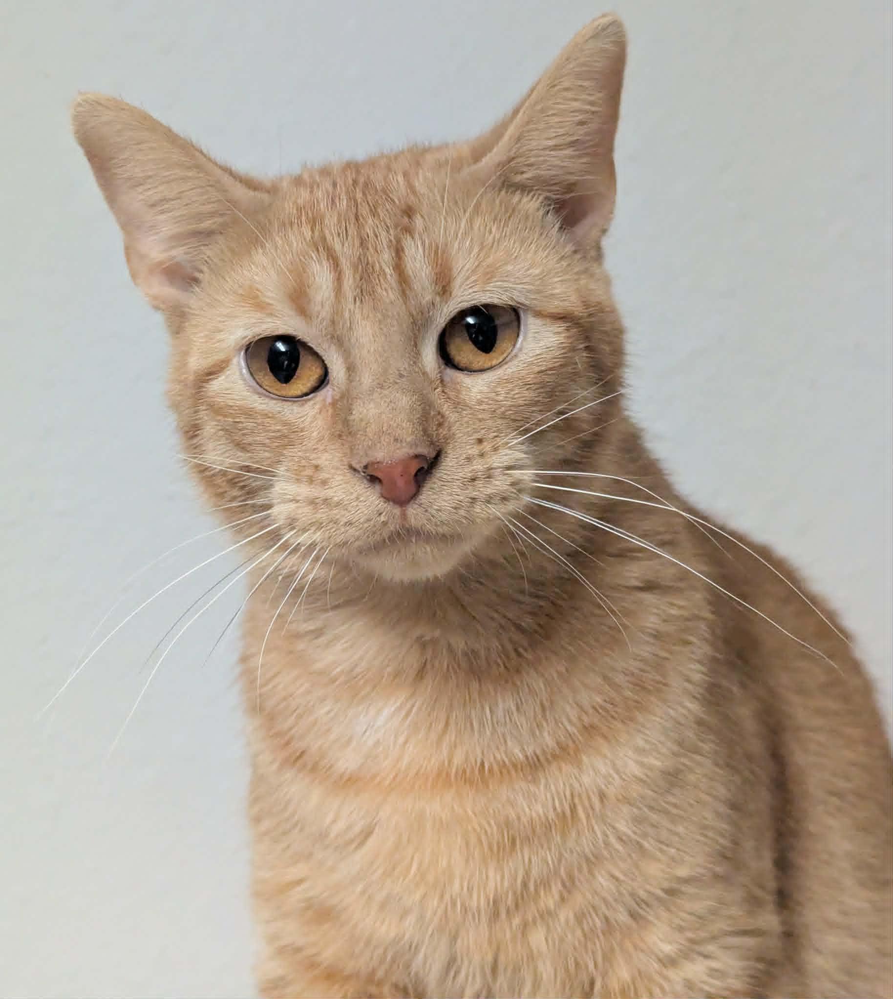 Jamie, a ADOPTABLE Domestic Short Hair in Little Falls, MN image 3/4