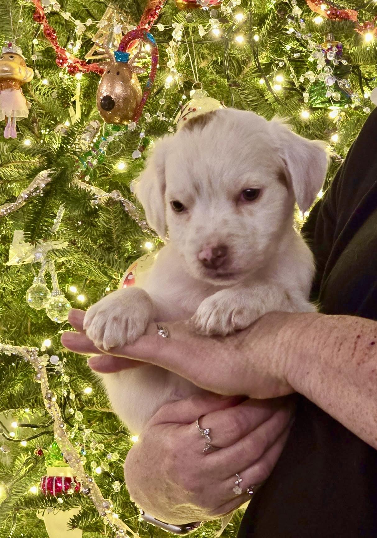 Enlarge Kringle, an adopted mixed breed in Waxhaw, NC image 4/4