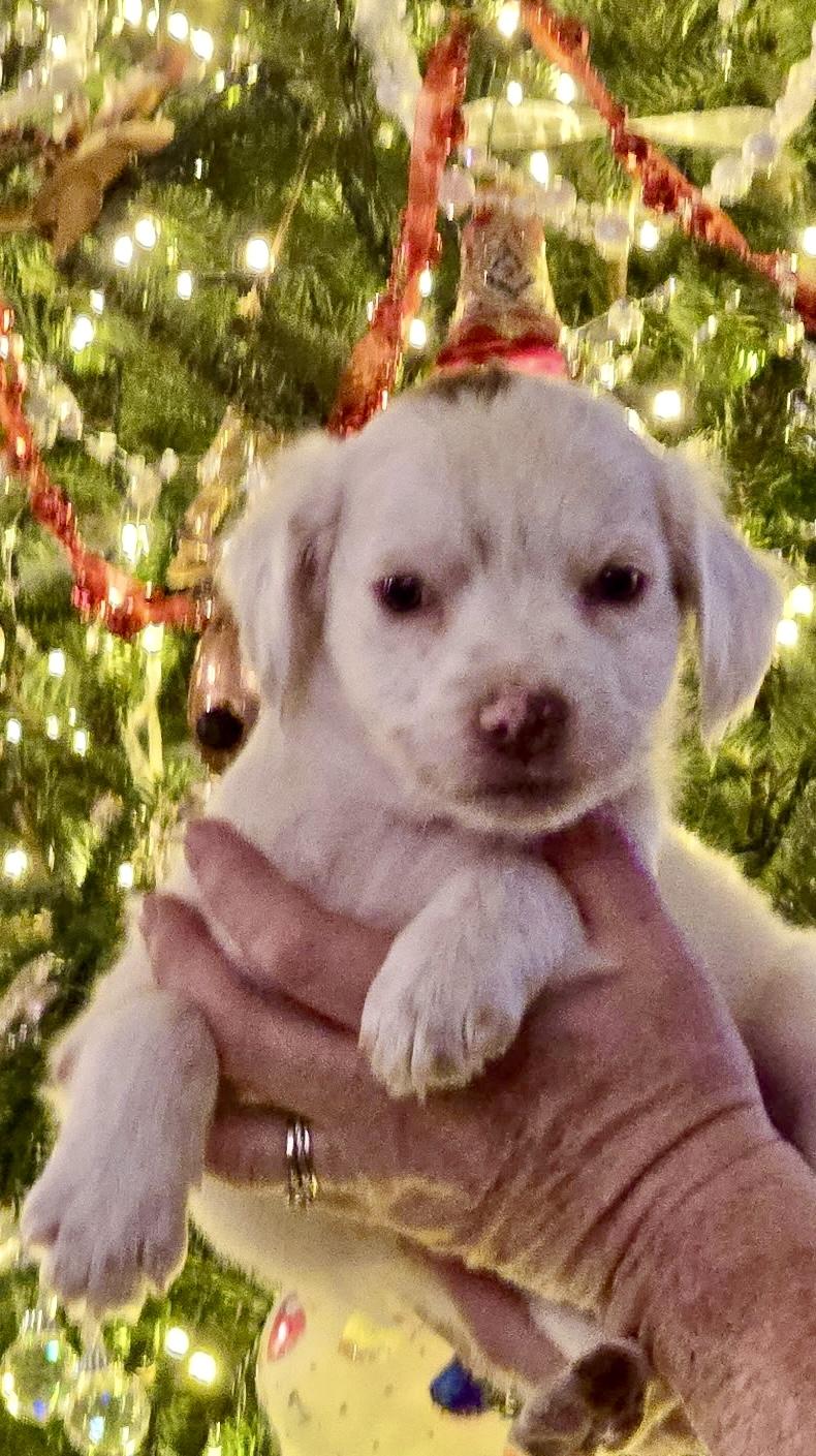 Enlarge Kringle, an adopted mixed breed in Waxhaw, NC image 3/4