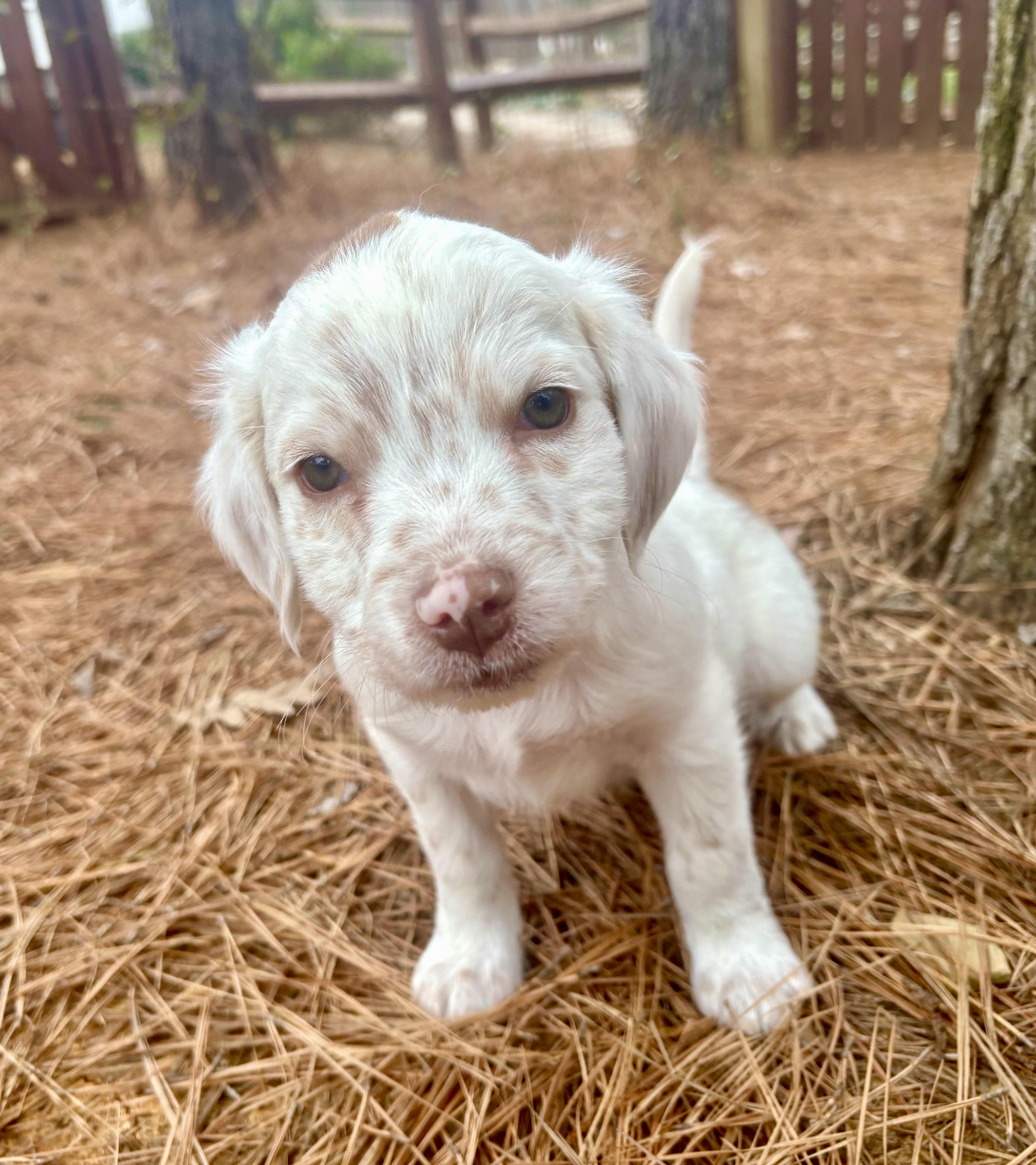 Kringle, adopted, Young Male Setter.