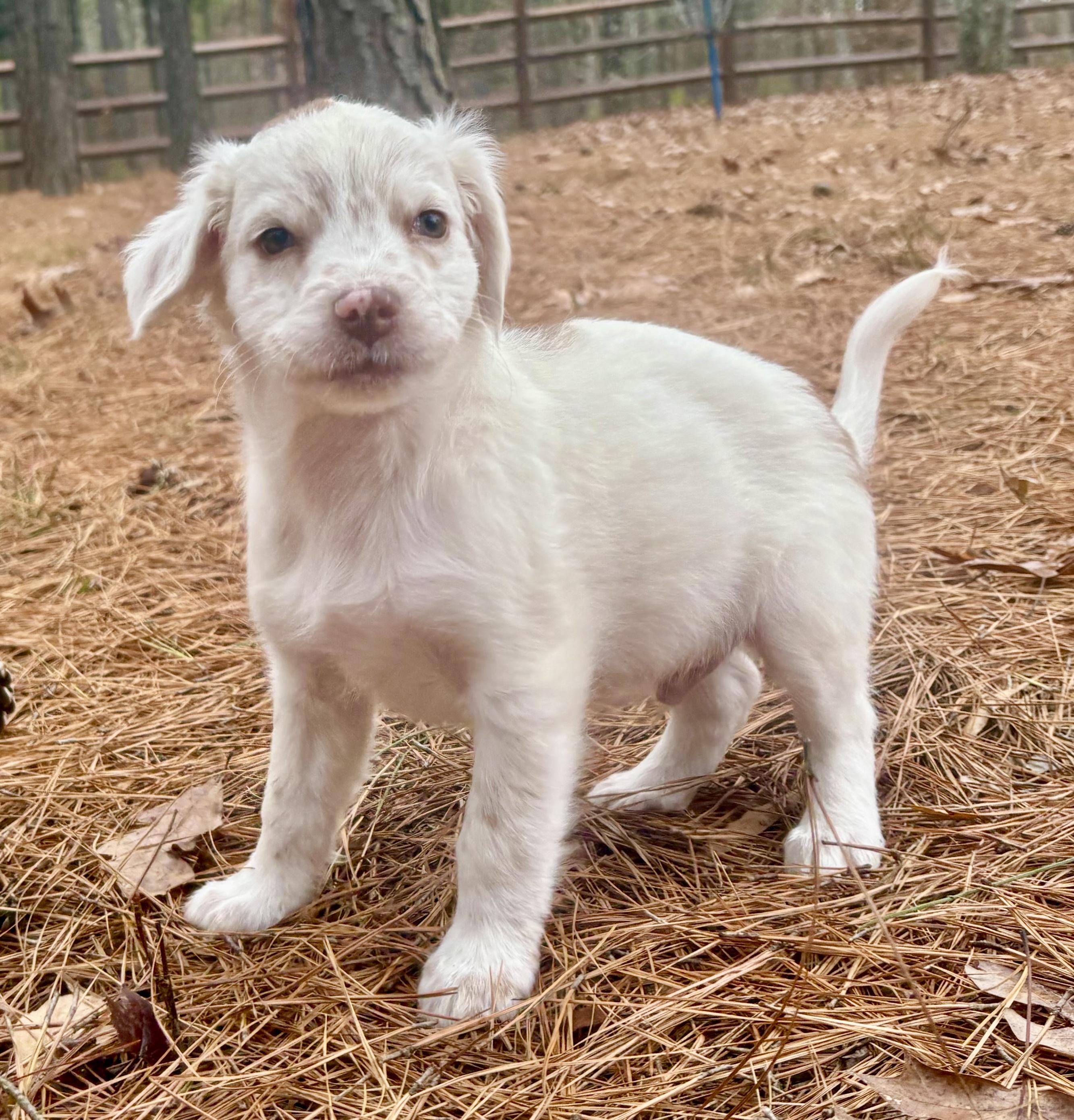 Enlarge Kringle, an adopted mixed breed in Waxhaw, NC image 2/4