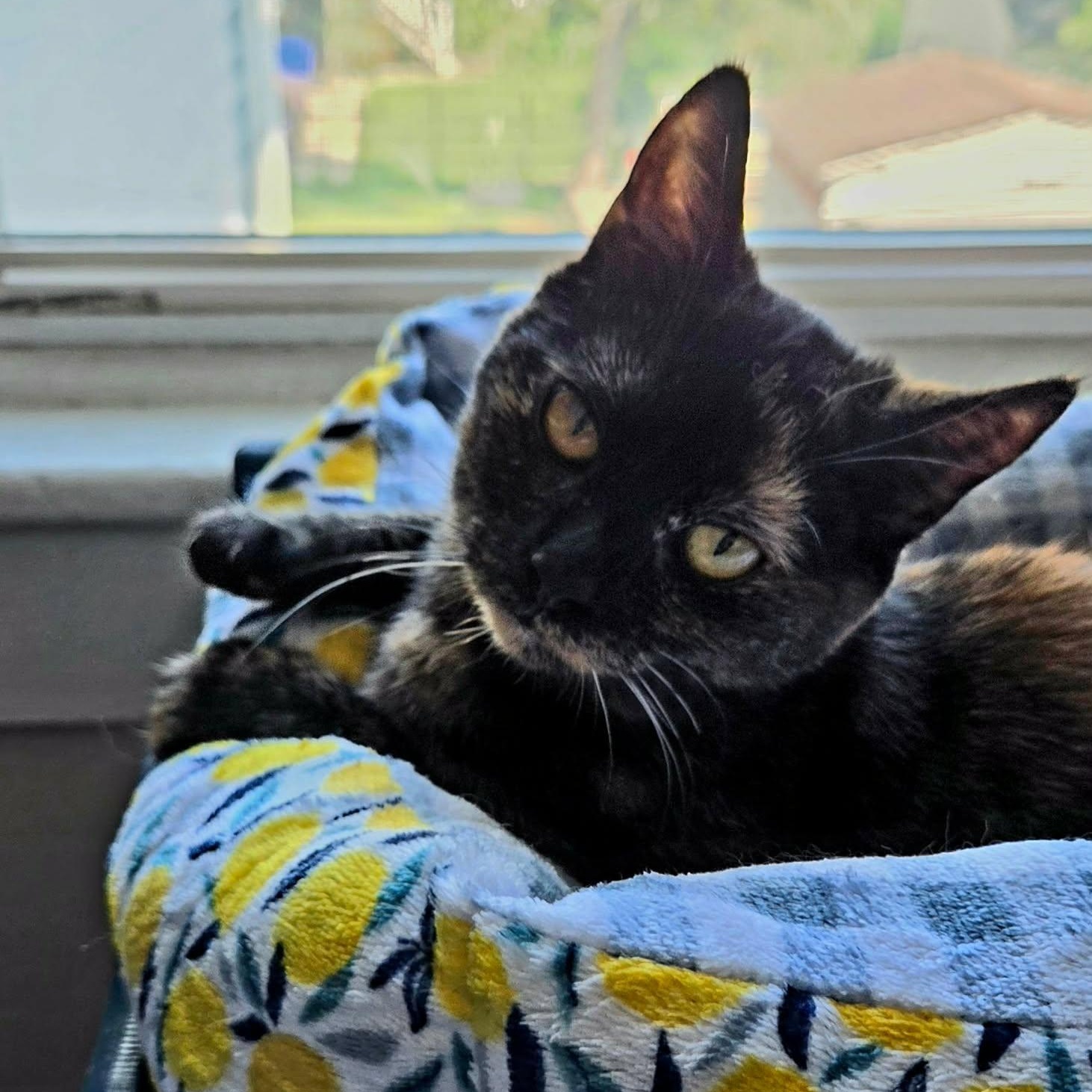 Mila, a ADOPTABLE Tortoiseshell in New Bedford, MA image 1/6