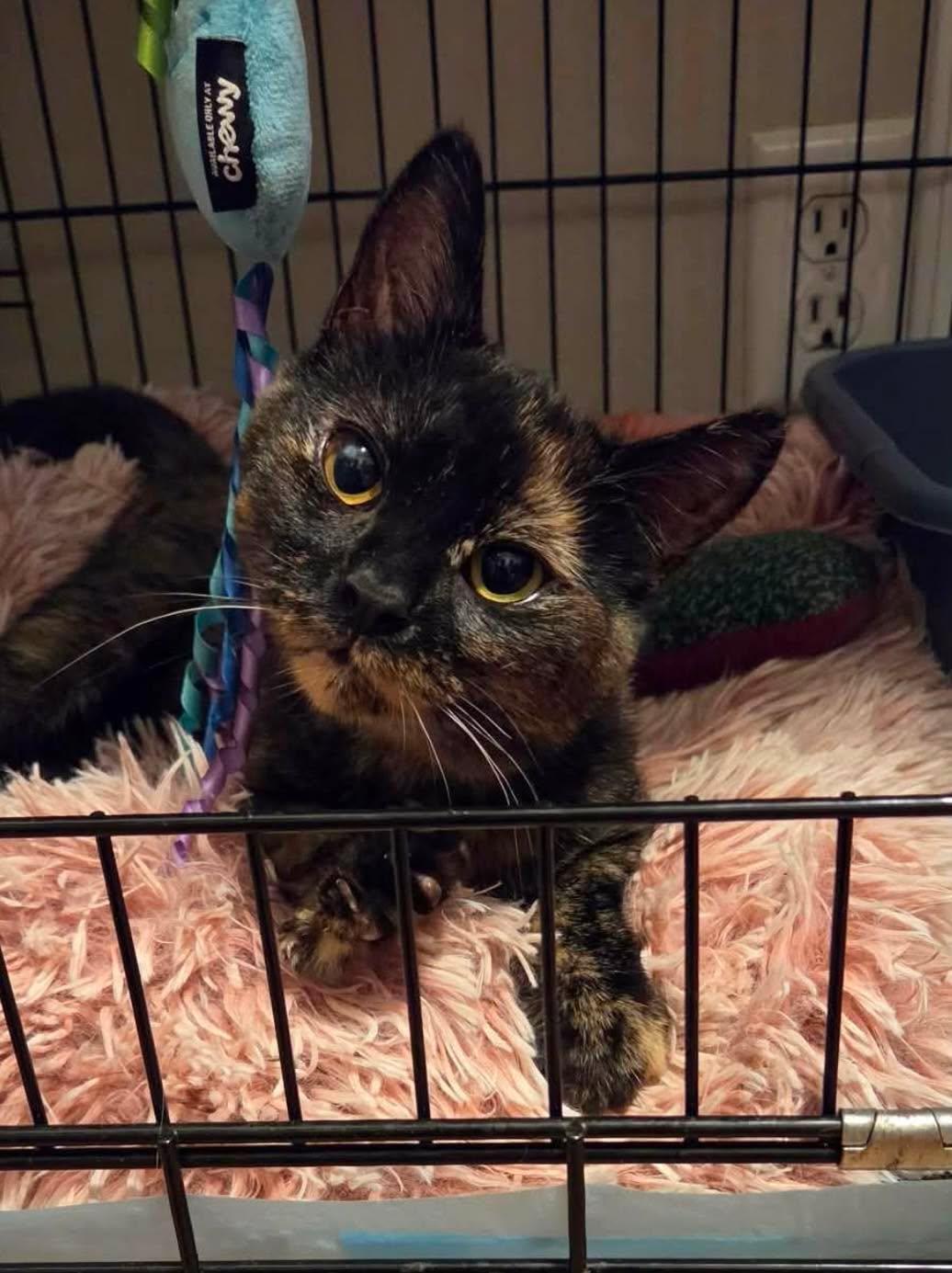 Mila, a ADOPTABLE Tortoiseshell in New Bedford, MA image 2/6