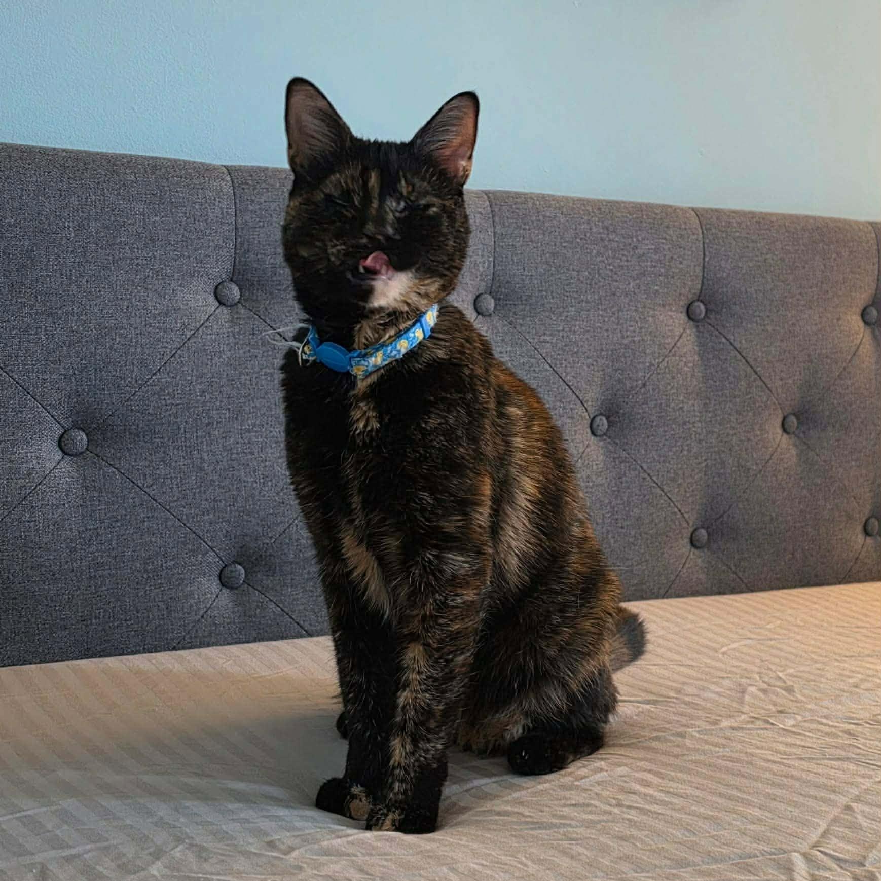 Mila, a ADOPTABLE Tortoiseshell in New Bedford, MA image 5/6