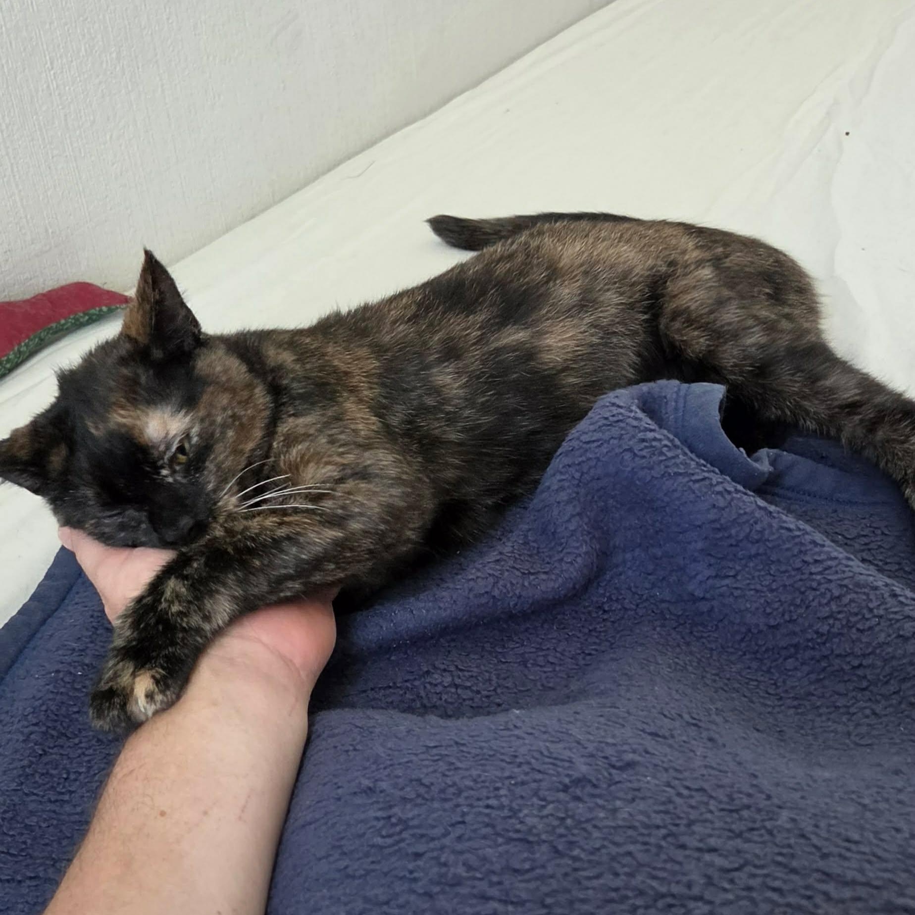 Mila, a ADOPTABLE Tortoiseshell in New Bedford, MA image 6/6