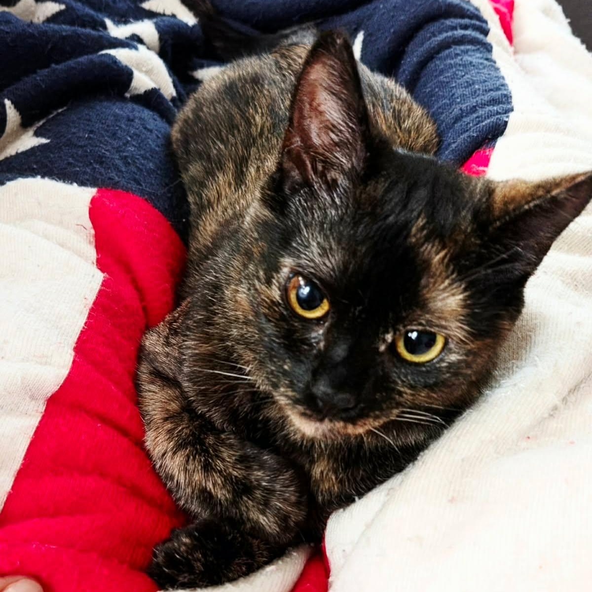 Mila, a ADOPTABLE Tortoiseshell in New Bedford, MA image 4/6
