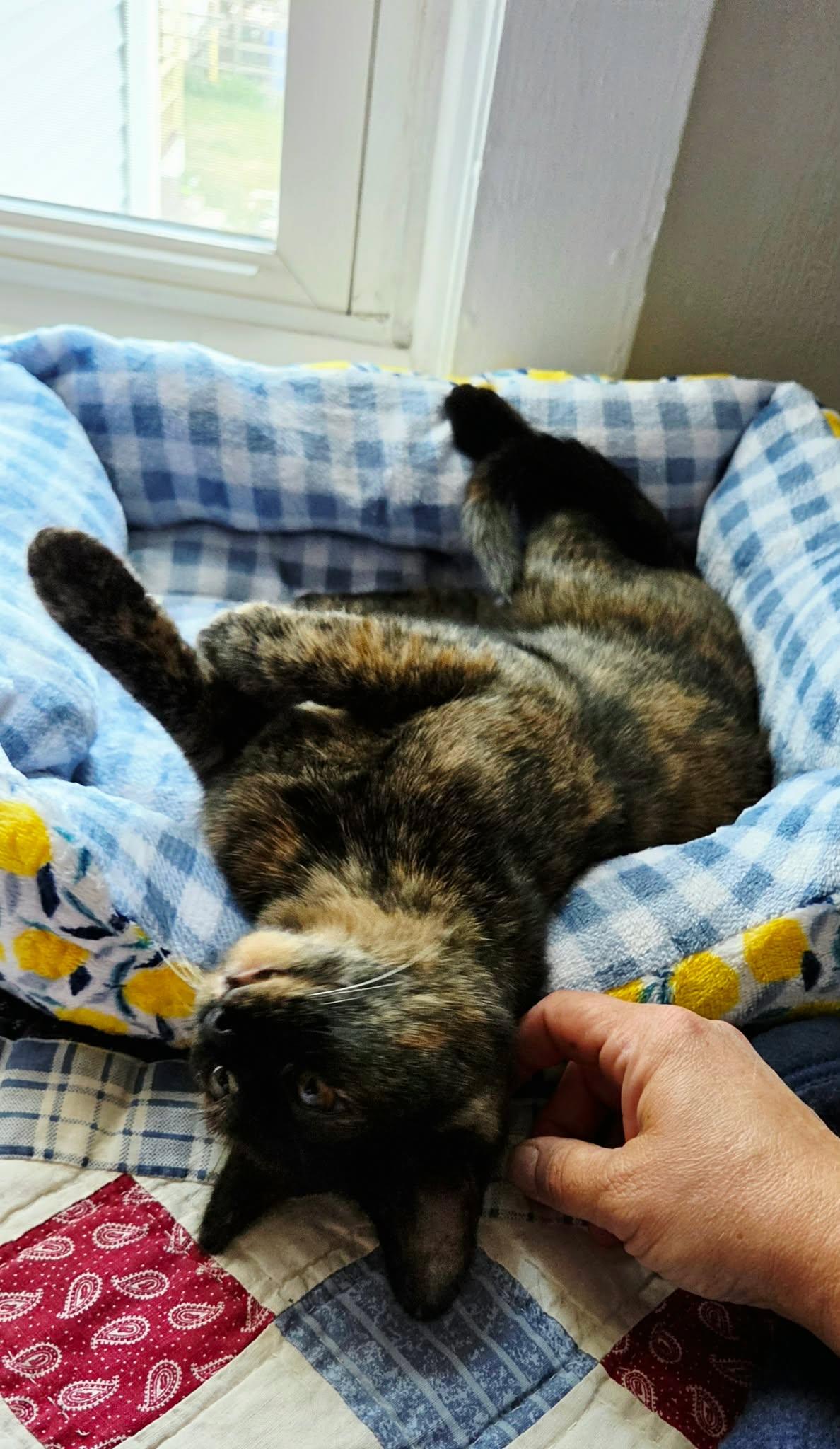 Mila, a ADOPTABLE Tortoiseshell in New Bedford, MA image 3/6