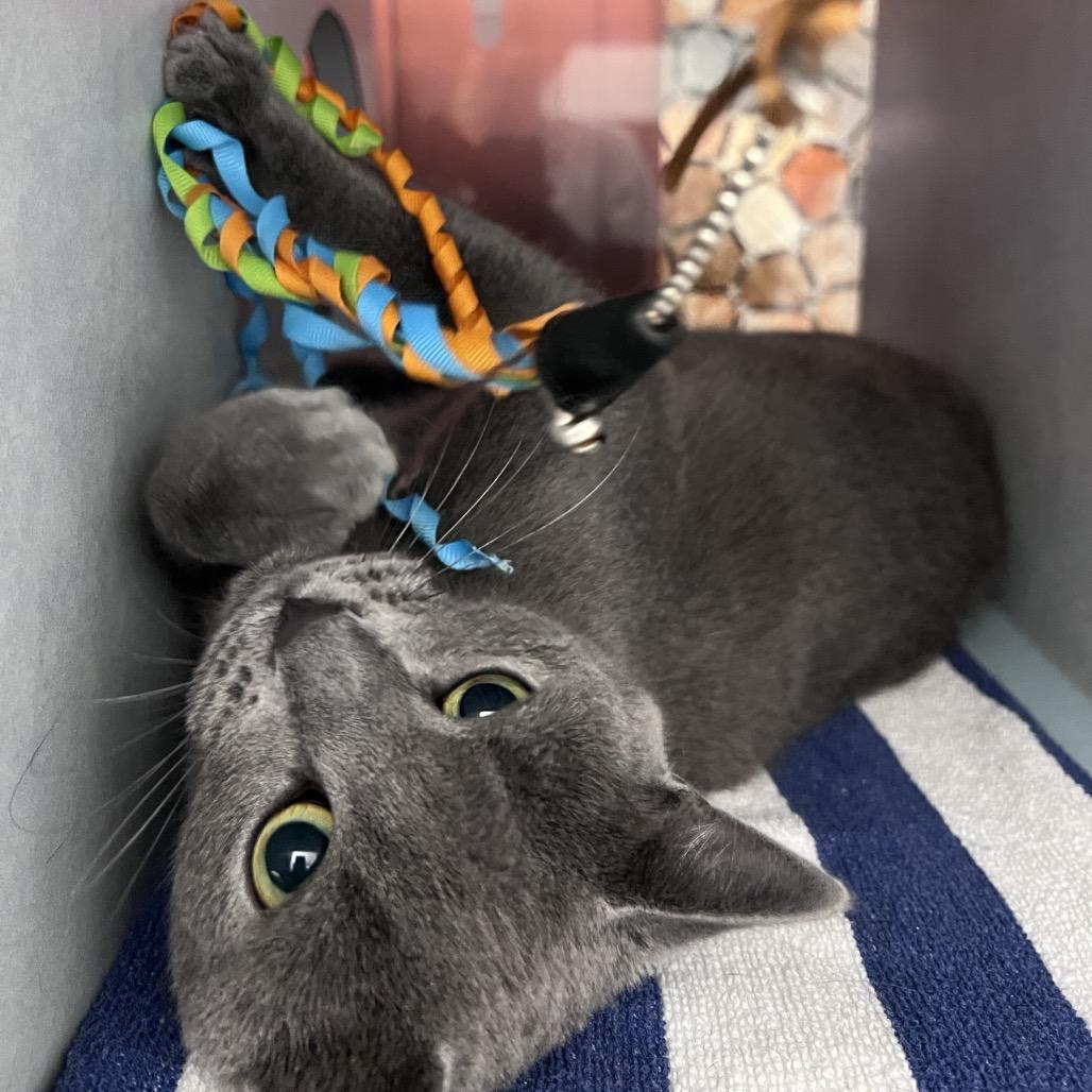 Goose, Adoptable, Young Male Domestic Short Hair.