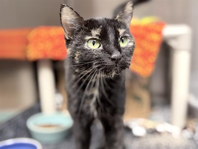 FRAN, Adoptable, Young Female Domestic Short Hair.