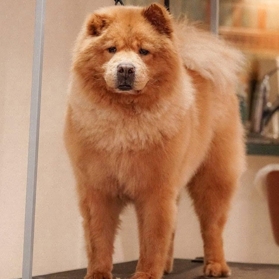 Daboa $99 ADOPTION FEE, a Adoptable Chow Chow in Scarborough, ON image 1/11