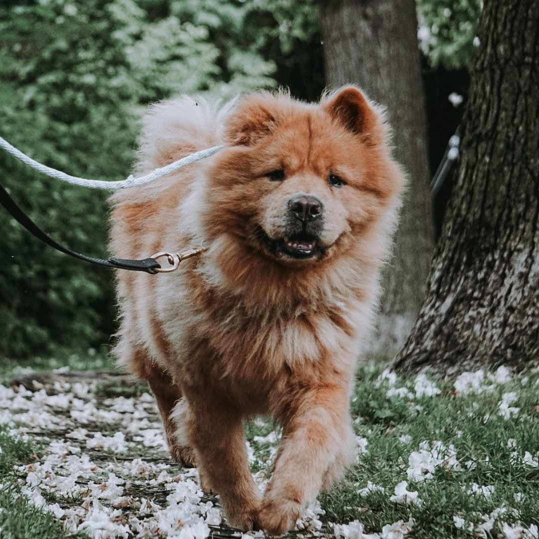Daboa $99 ADOPTION FEE, Adoptable, Senior Male Chow Chow.
