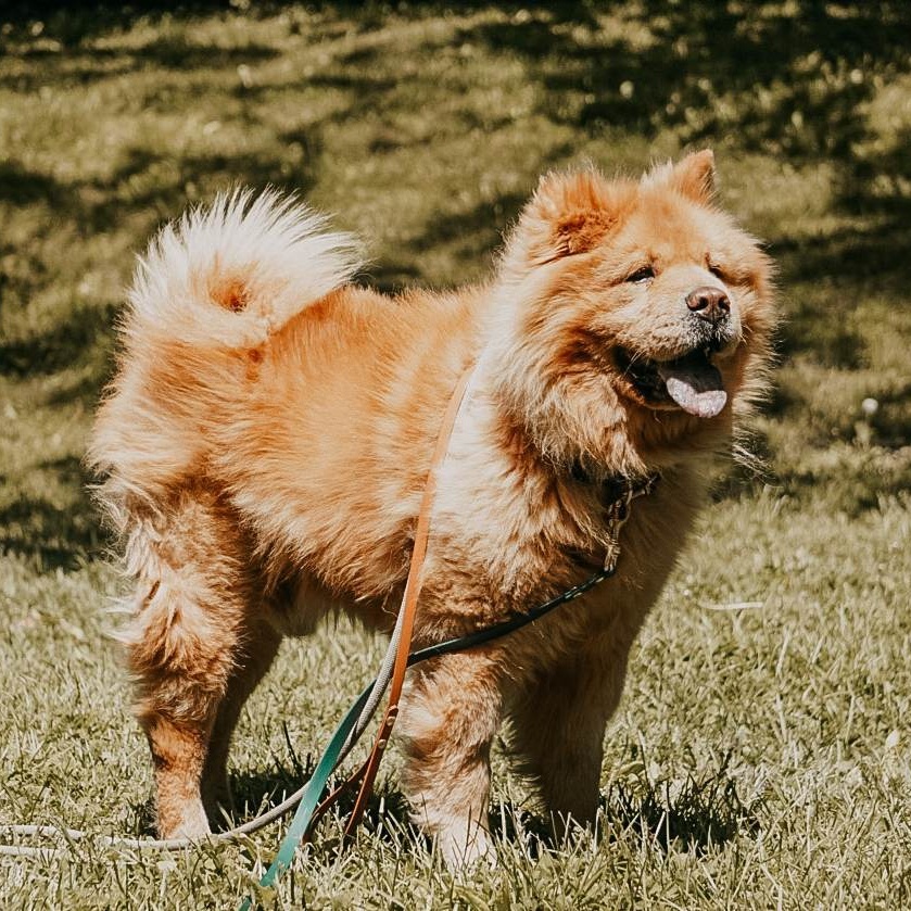 Enlarge Daboa $99 ADOPTION FEE, a Adoptable Chow Chow in Scarborough, ON image 8/11