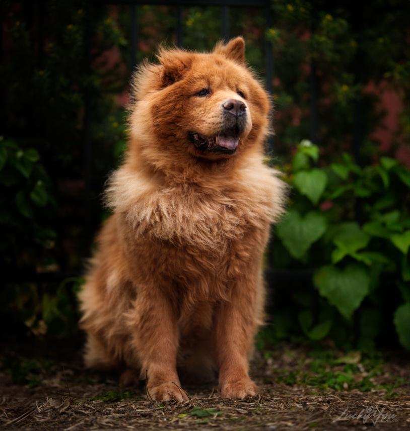 Enlarge Daboa $99 ADOPTION FEE, a Adoptable Chow Chow in Scarborough, ON image 9/11