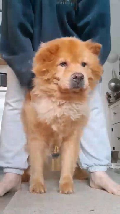 Enlarge Daboa $99 ADOPTION FEE, a Adoptable Chow Chow in Scarborough, ON video 11/11