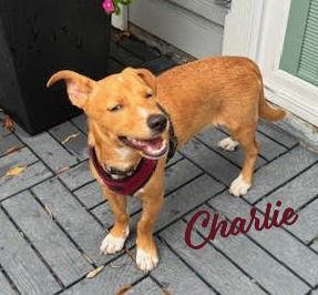 Enlarge Charlie #puppy-prodigy, a Adopted mixed breed in Houston, TX image 1/1