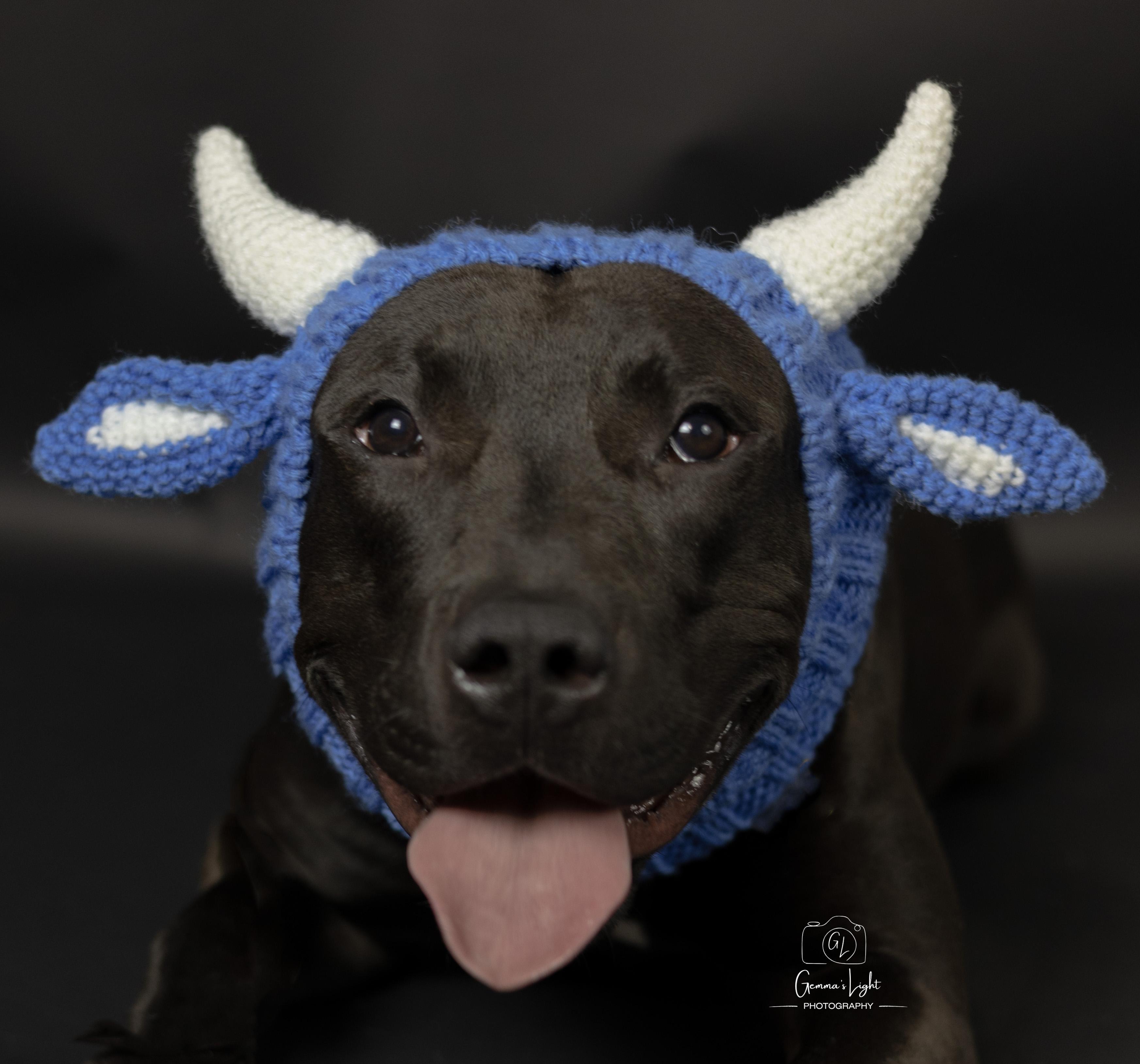 Enlarge Noah, a ADOPTABLE mixed breed in Cleveland, OH image 1/6