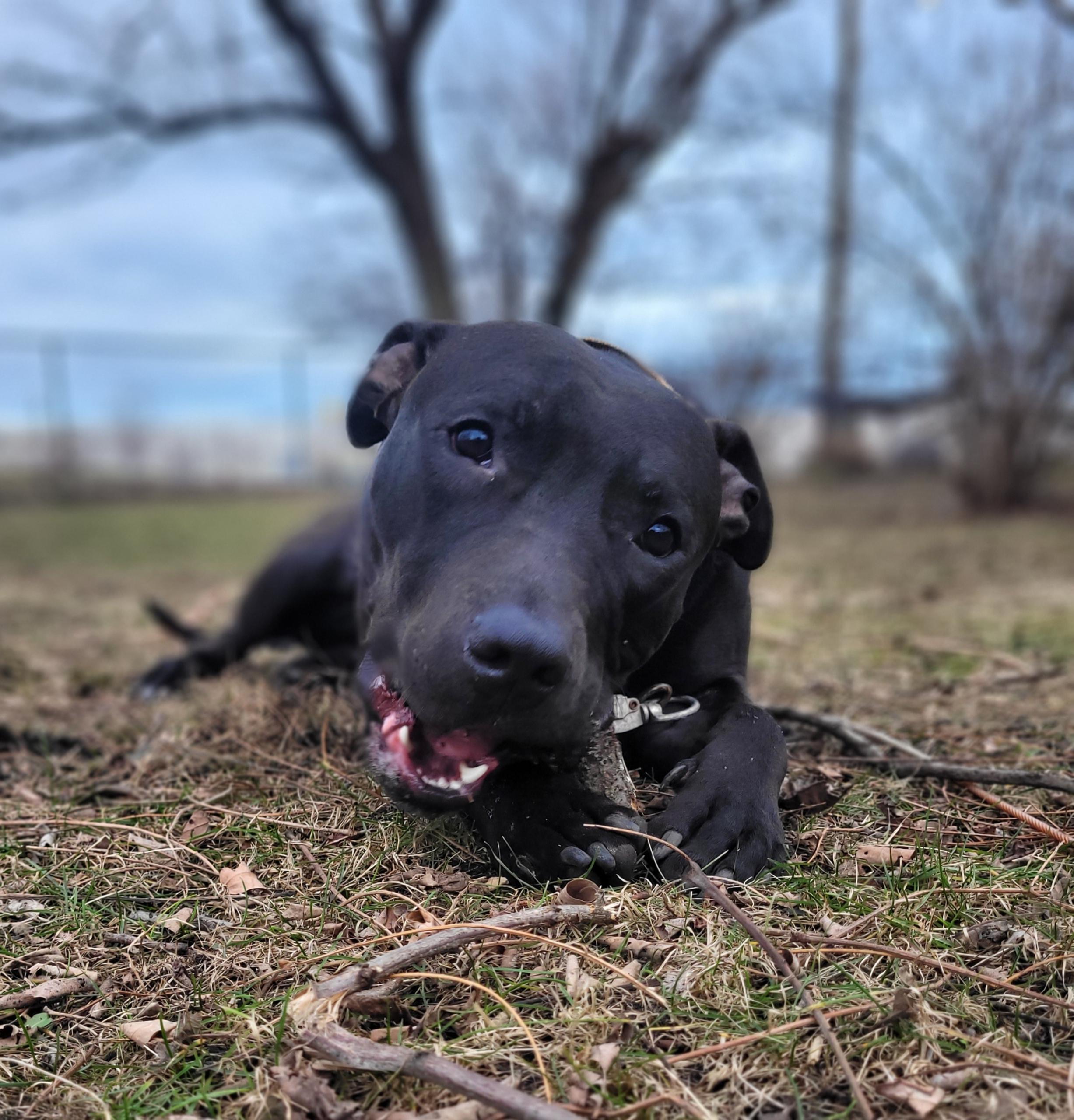 Enlarge Noah, a ADOPTABLE mixed breed in Cleveland, OH image 4/6