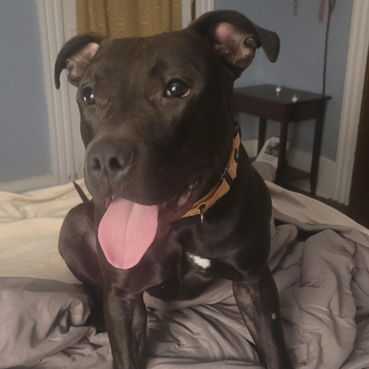 Enlarge Noah, a ADOPTABLE mixed breed in Cleveland, OH image 2/6