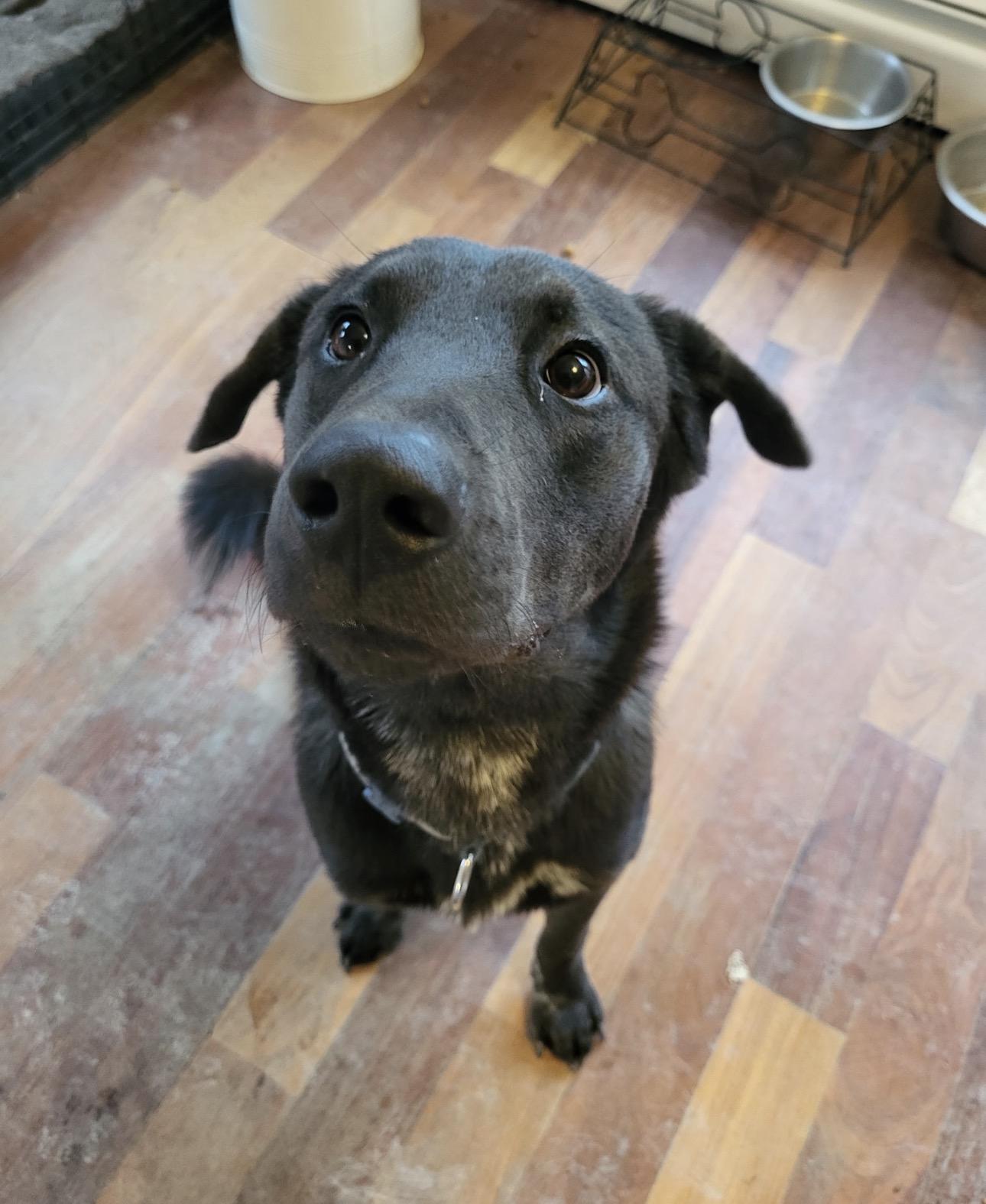 Enlarge Buddy, a Adoptable mixed breed in Boulder, CO image 1/6