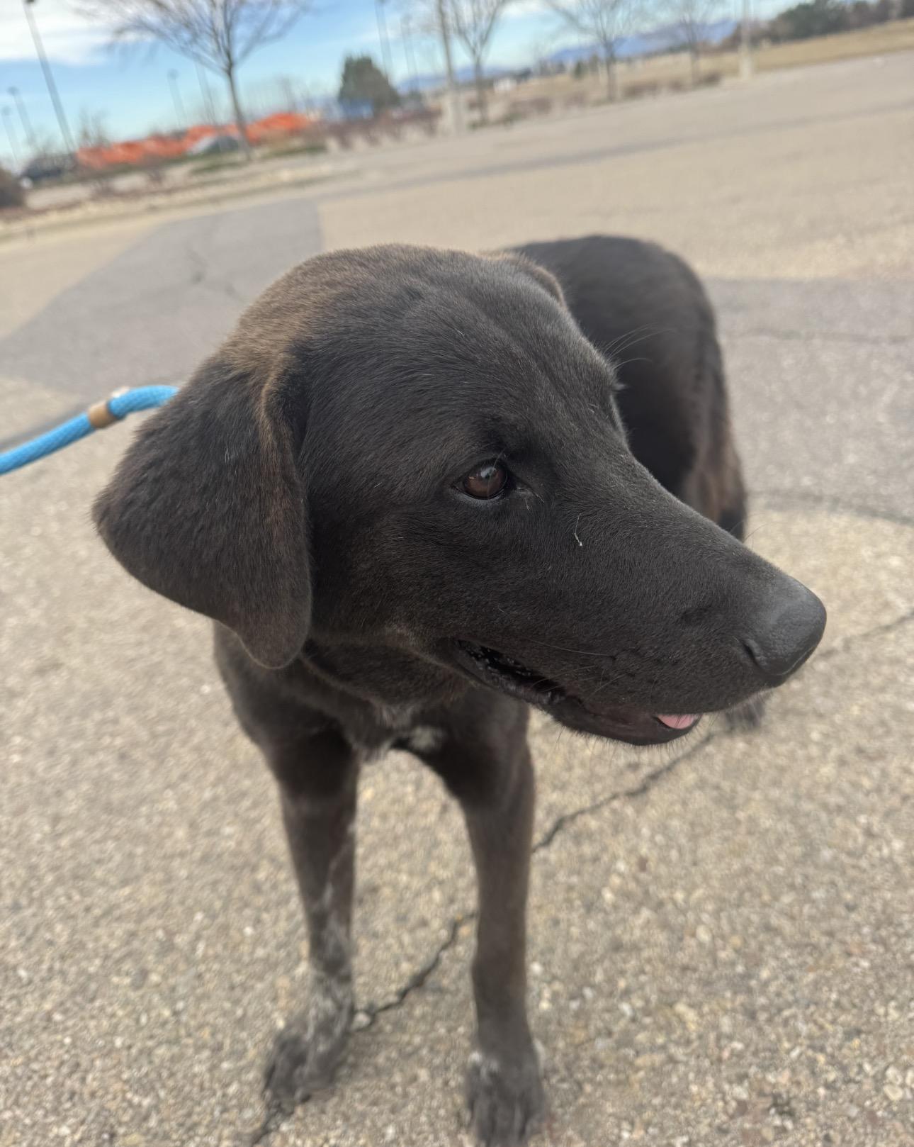 Enlarge Buddy, a Adoptable mixed breed in Boulder, CO image 4/6