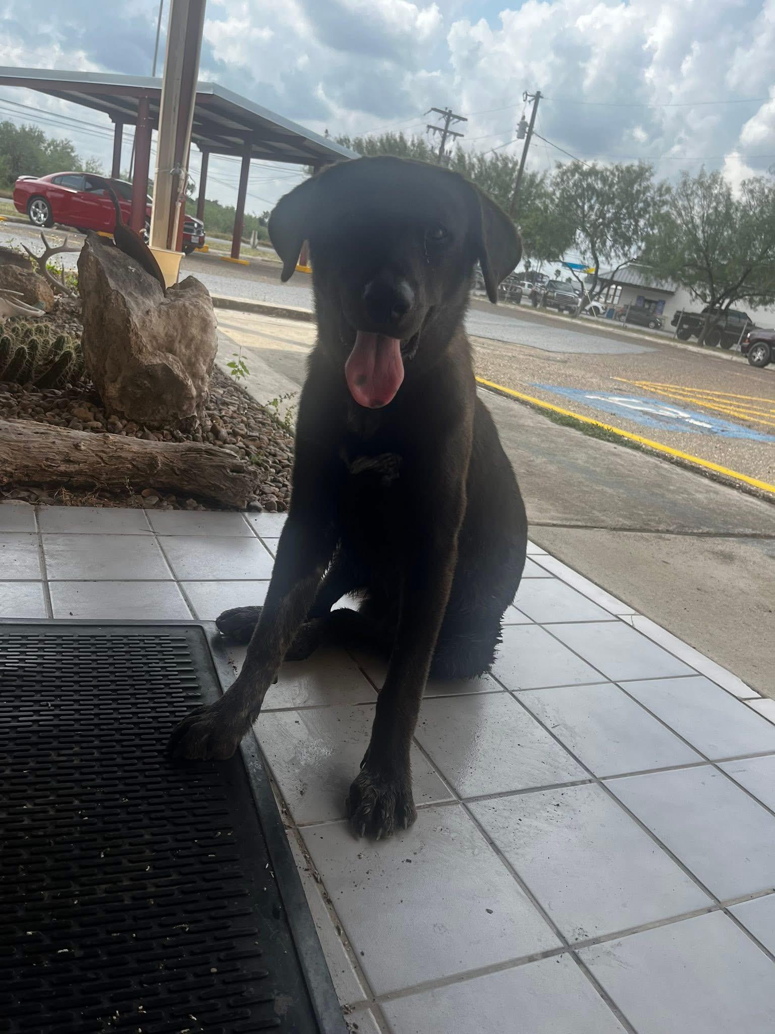 Enlarge Buddy, a Adoptable mixed breed in Boulder, CO image 3/6