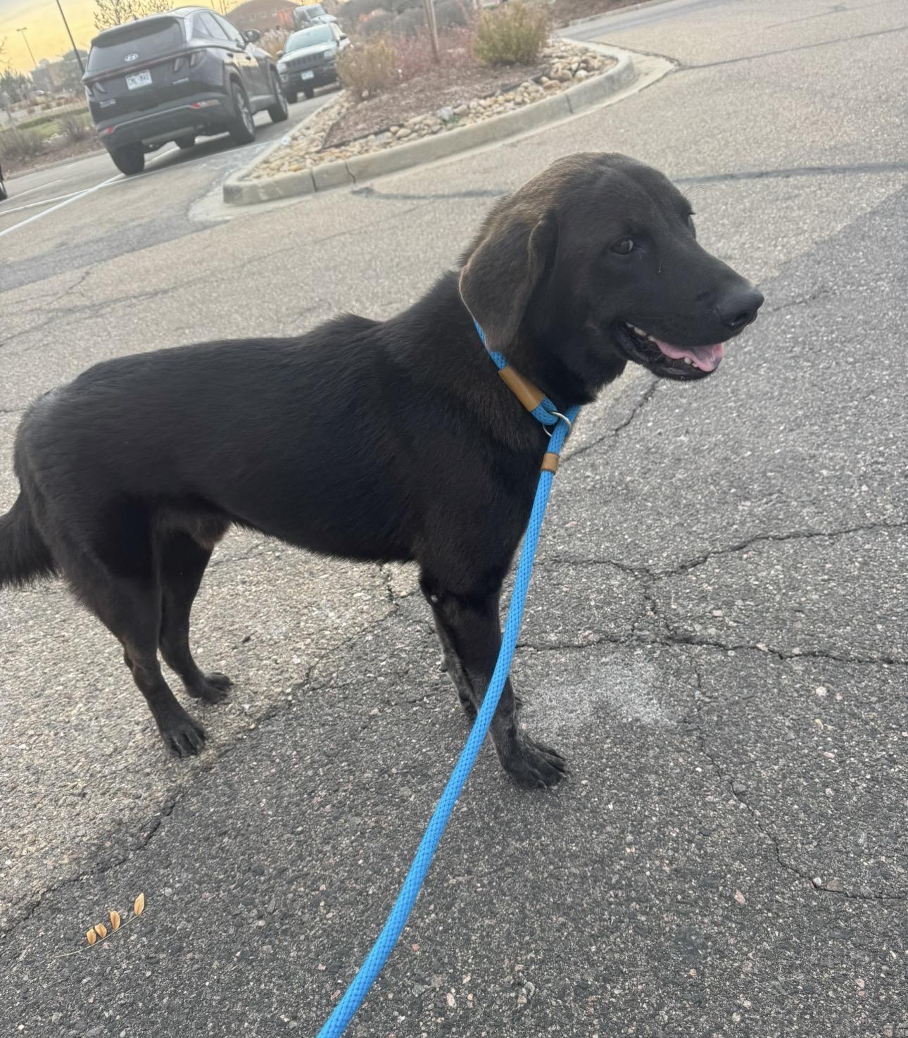 Enlarge Buddy, a Adoptable mixed breed in Boulder, CO image 6/6
