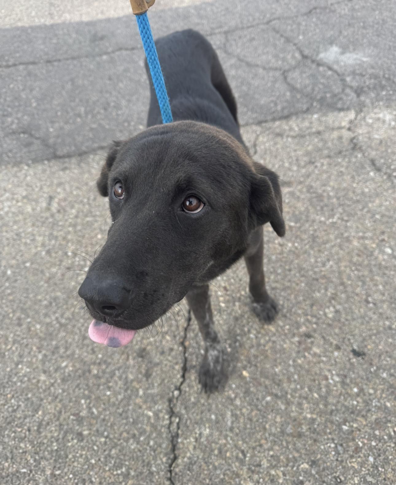 Buddy, Adoptable, Young Male Shepherd.