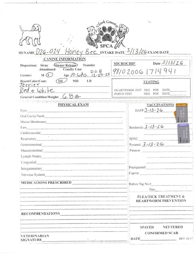 Honey Bee, Adoptable, Puppy Female Terrier.