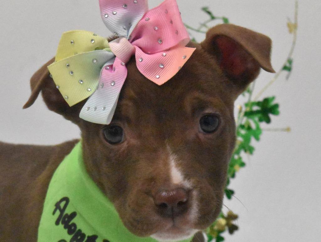 Enlarge Honey Bee, a Adoptable Terrier in Springfield, OH image 4/6