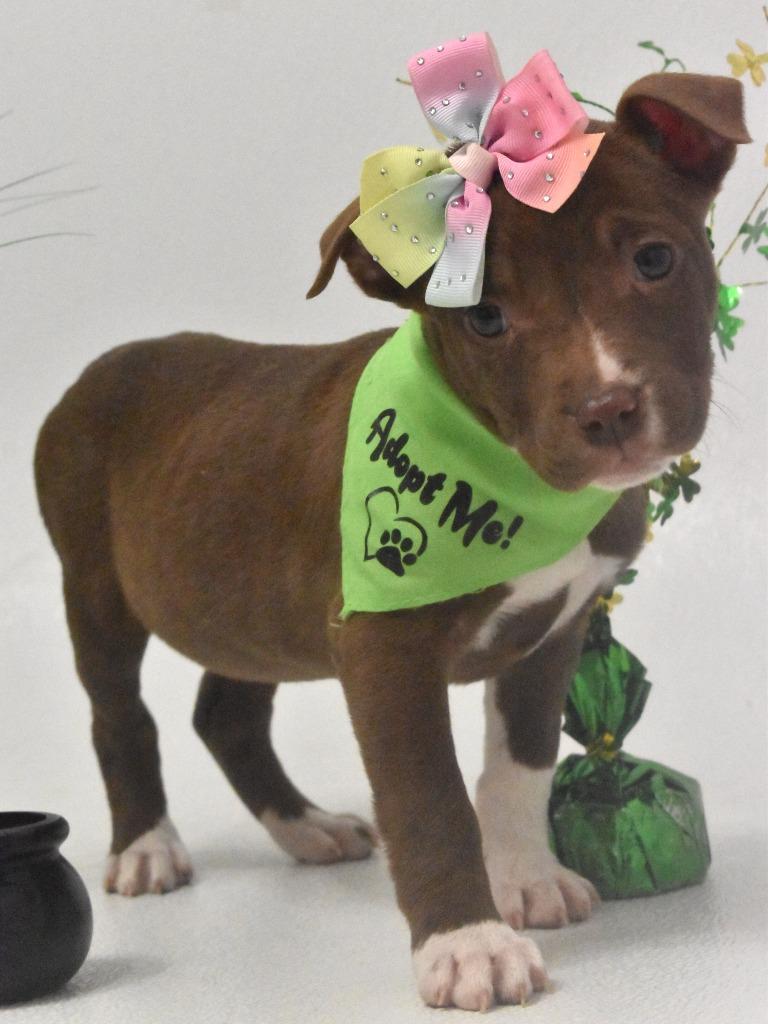 Enlarge Honey Bee, a Adoptable Terrier in Springfield, OH image 5/6