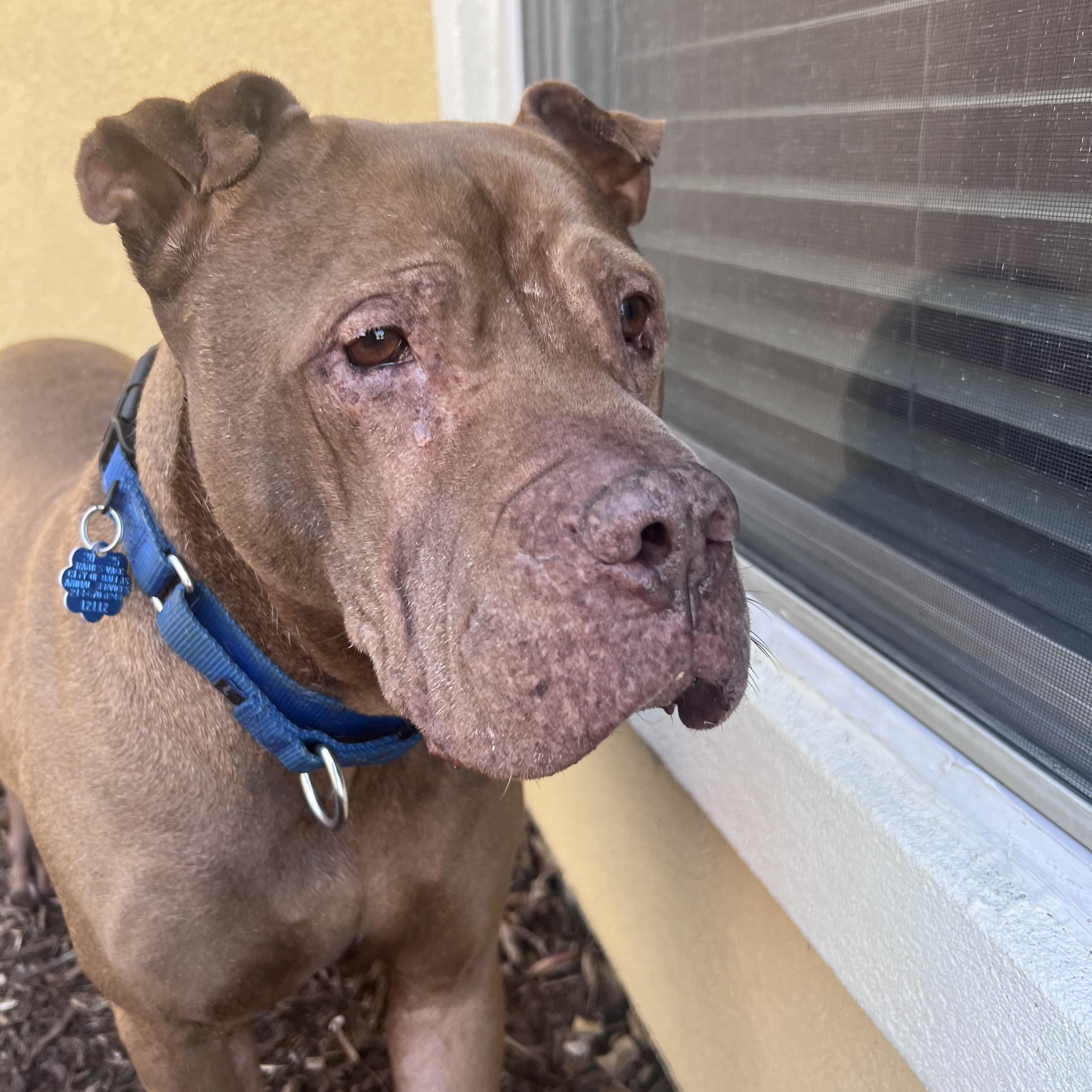 Enlarge Bobby, a Adoptable mixed breed in Portland, ME image 3/6